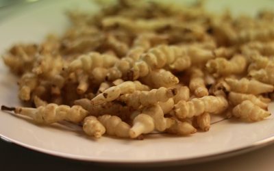 Zurück zu den Wurzeln – Crosnes (Knollenziest) mit milden Zitronennudeln