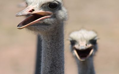 Die kulinêre kaapse dagboek (Teil 3) – ans Meer und wieder zurück