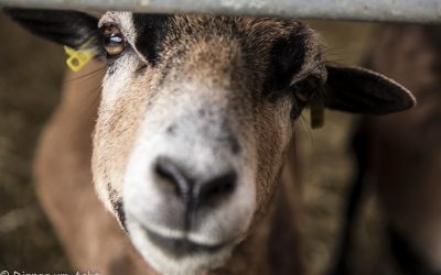 Der Winkel vom Paradies und ein Besuch bei den Kamerunlämmern
