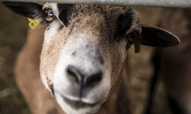 Der Winkel vom Paradies und ein Besuch bei den Kamerunlämmern