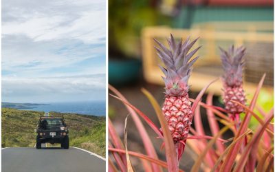 Aloha Maui – surfende Ziegen, Ananas Sekt, tropische Farmen und die andere Straße nach Hana