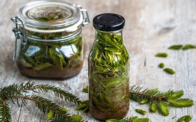 Maiwipfel – jetzt sammeln und eingelegte Fichtenspitzen und Fichtenspitzen Sirup daraus machen