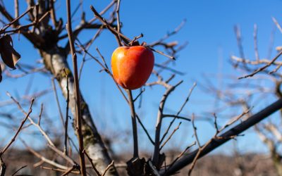 Valencia – auf der Suche nach der letzten Kaki