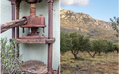 Kreta – wo man das beste Olivenöl und großartigen Wein findet