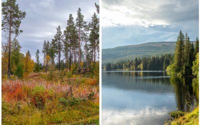 Norwegen im Herbst – warum Trøndelag gerade jetzt (oder eigentlich immer) ein Paradies für Genießer ist
