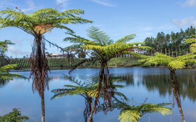 Das Juwel im Indischen Ozean: Die Top-Highlights von Mauritius – von exquisiten Hotels, kulinarischen Genüssen und atemberaubender Natur