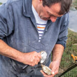 Austern-Galore auf Noirmoutier-en-l’Île – mit dem Austernfarmer auf dem Meer