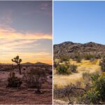 California Desert Bloom: Unterwegs im Joshua Tree National Park