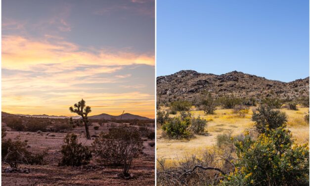 California Desert Bloom: Unterwegs im Joshua Tree National Park