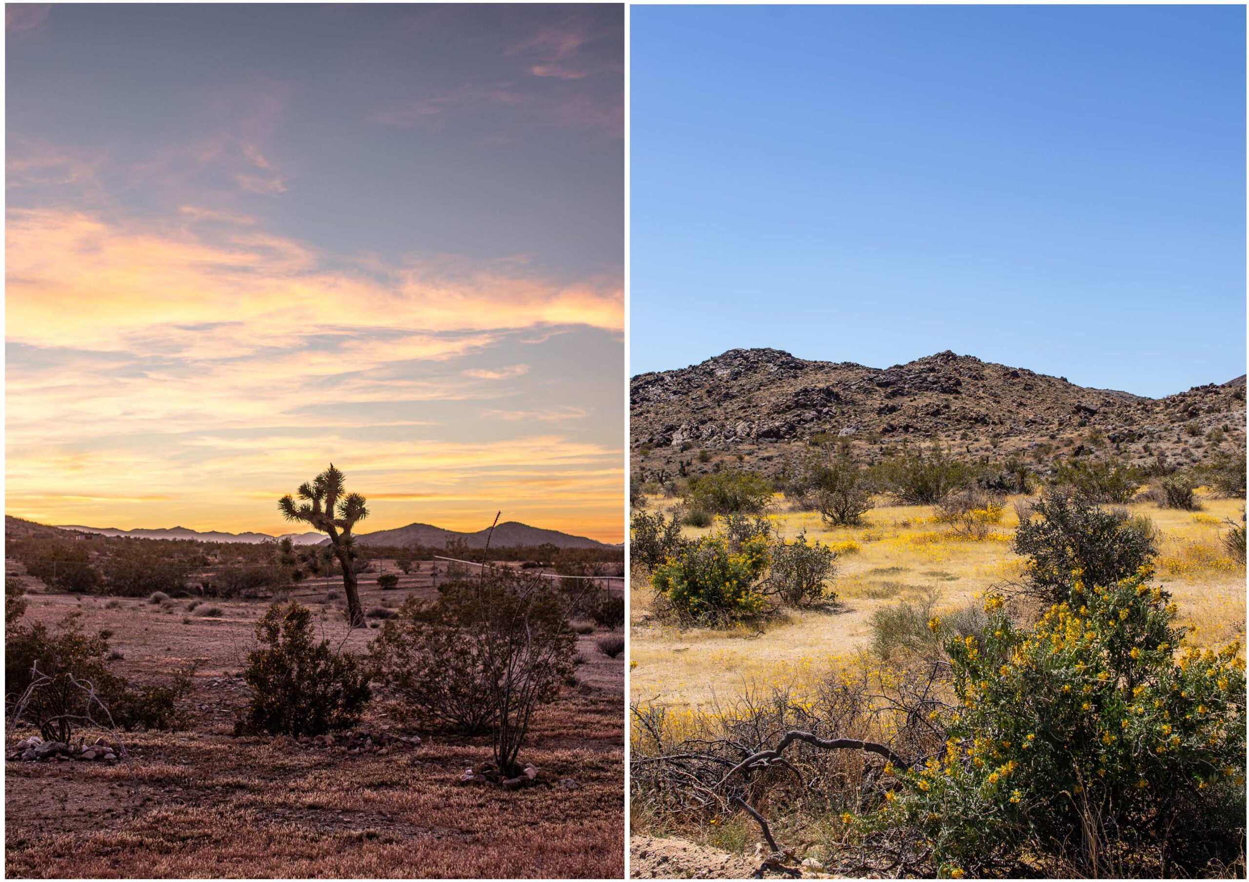 California Desert Bloom: Unterwegs im Joshua Tree National Park